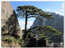 2011-11-24 黄山 迎客松