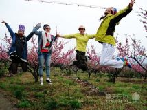 雨中漫步桃花林，油菜花田