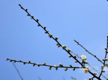 古庙穿越到梅岙村赏梅花再穿越陡门村