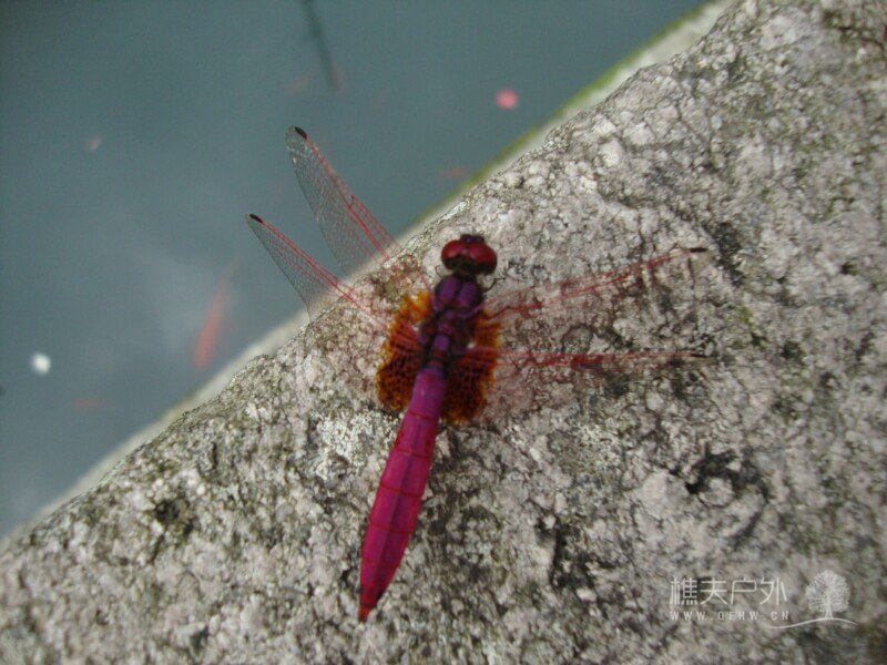 DSC08861.jpg