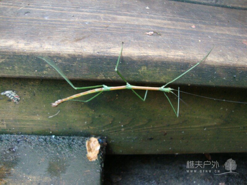 DSC09316.jpg