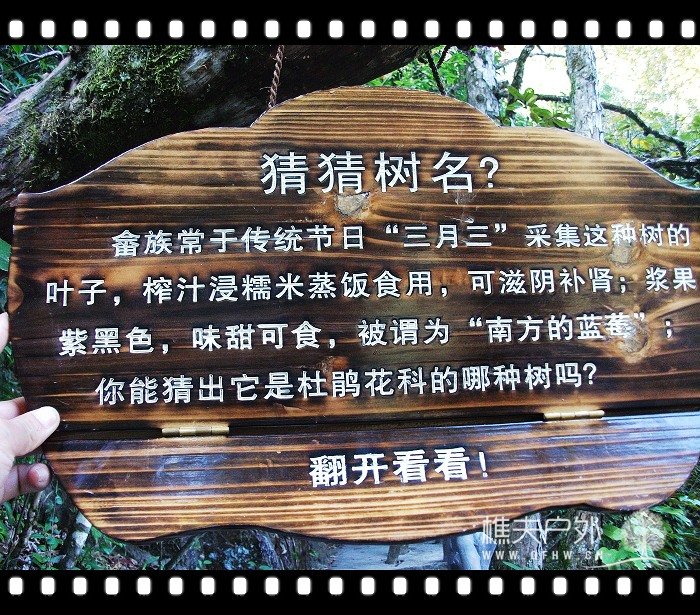 乌饭树