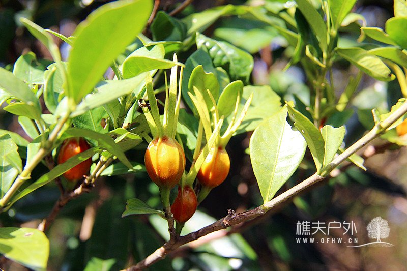 img_0520_副本.jpg