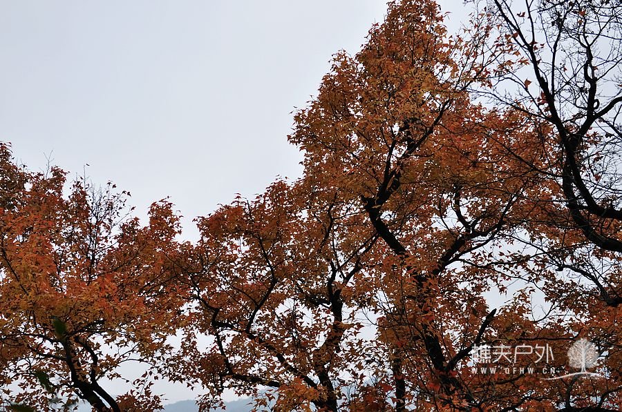 DSC_0036.jpg