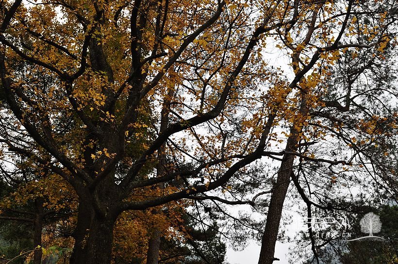 DSC_0081.jpg