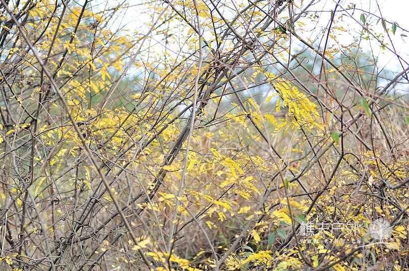 DSC_0239.jpg