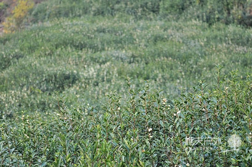 DSC_0243.jpg