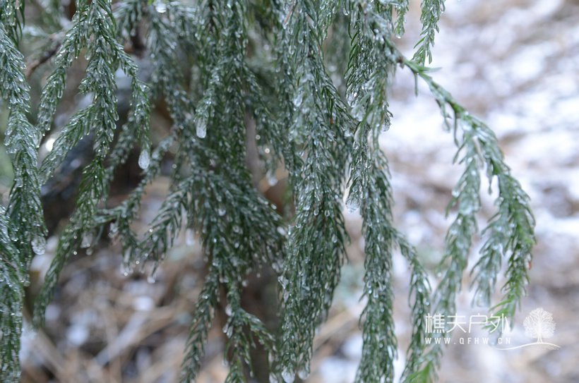 DSC_1372.jpg