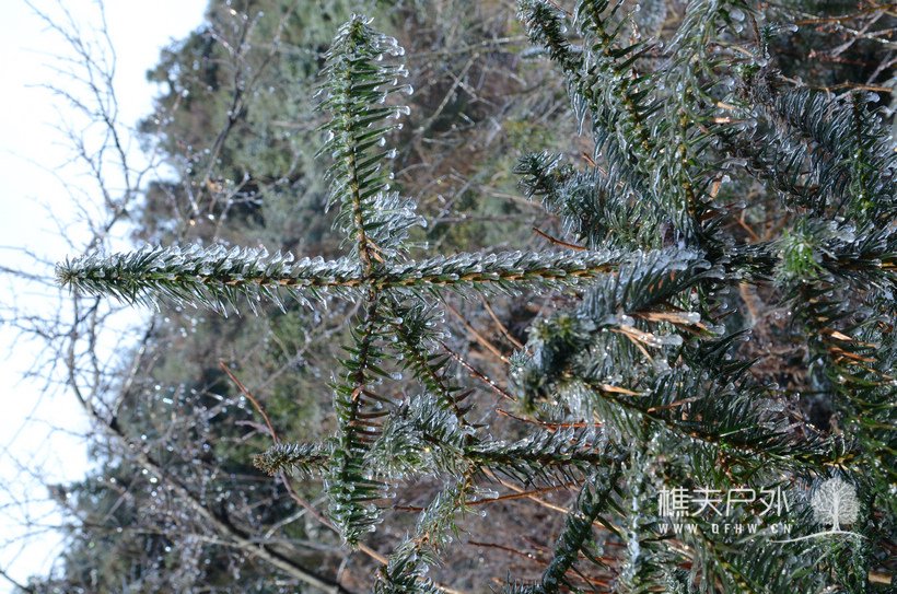 DSC_1387.jpg
