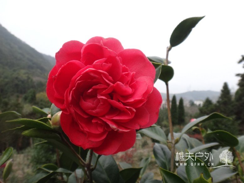 DSC04344.jpg