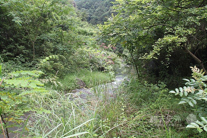 IMG_4248.JPG