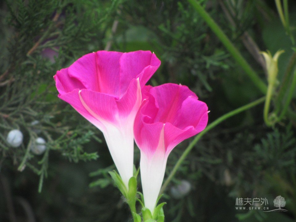 照片 411.jpg