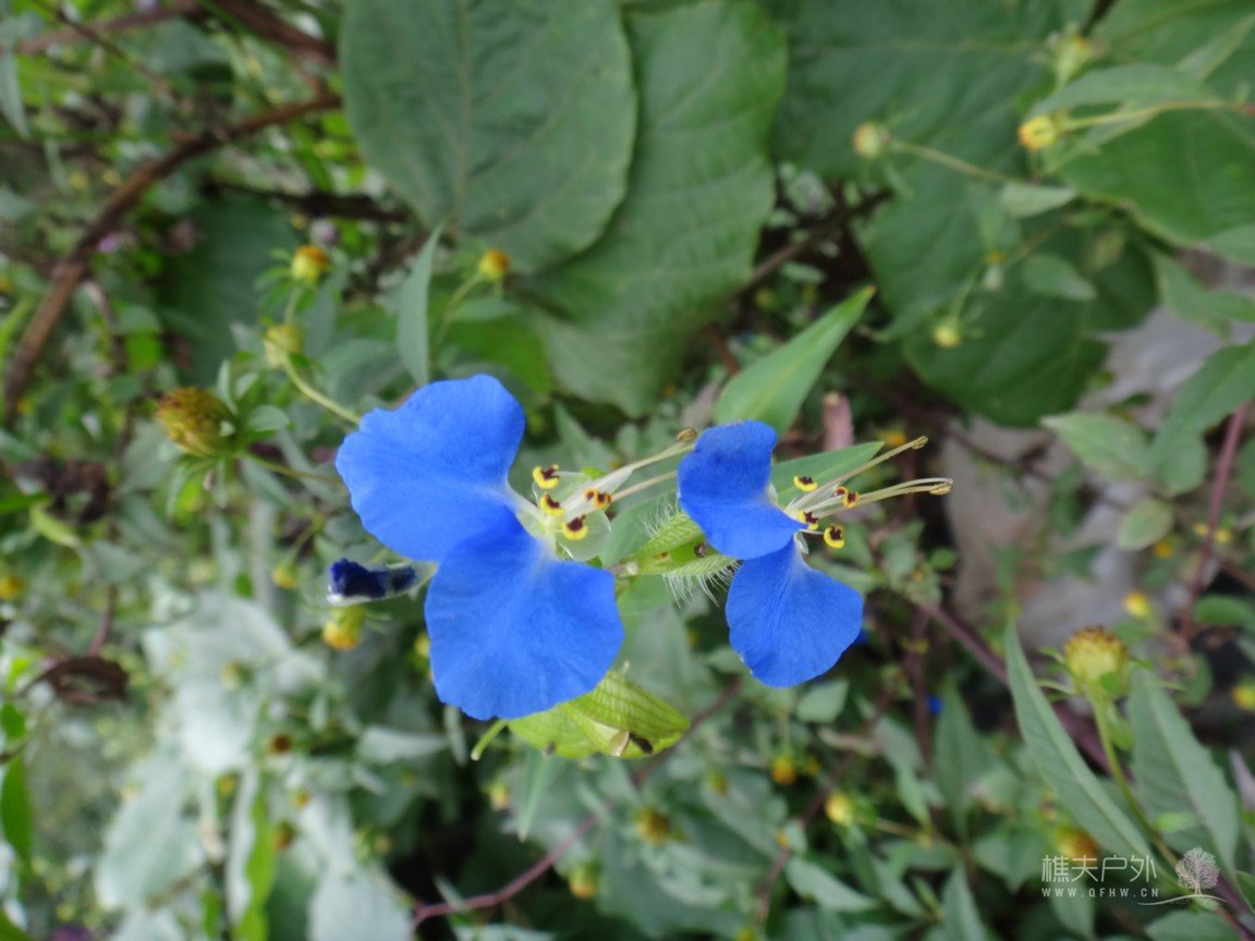 DSC03417.jpg