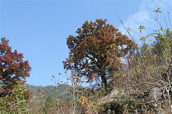 IMG_4377.JPG