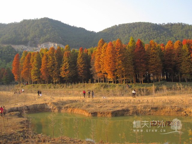 红杉树 245.jpg