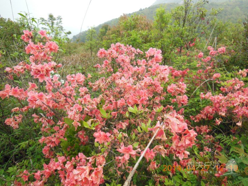 DSCN7274.jpg
