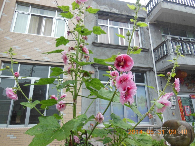 DSCN7610.jpg