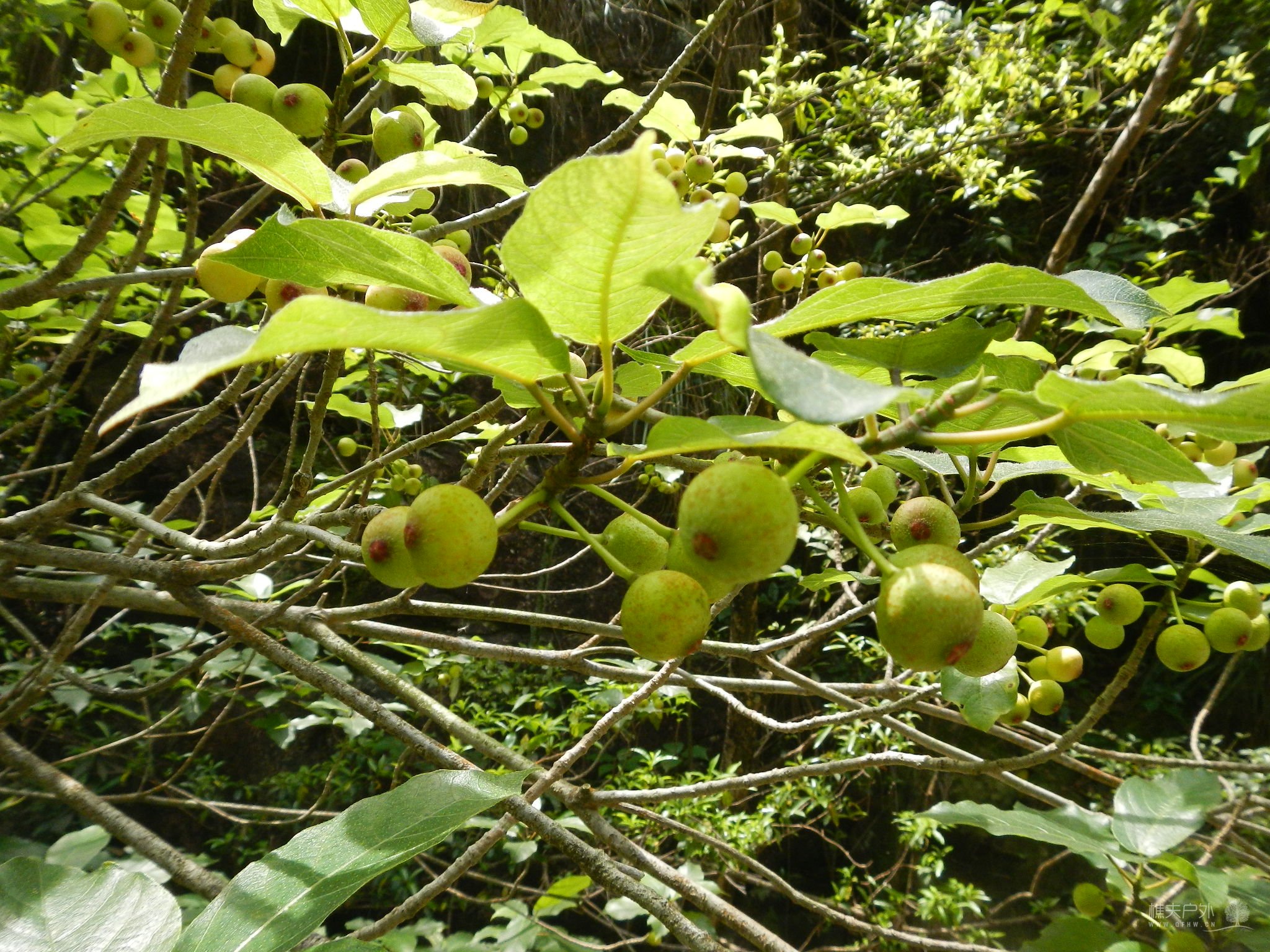 DSCN9238.JPG