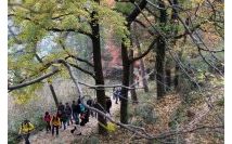 20121124南黄古道赏枫漫步